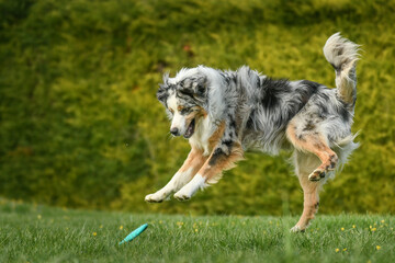 Un chien de race berger australien qui joue dans un parc - obrazy, fototapety, plakaty