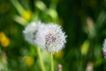 Dandelion in the sunlight across a fresh green morning background. Green background