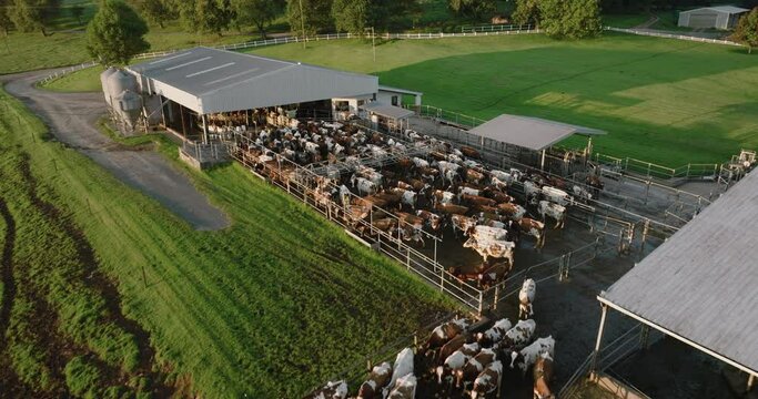 Aerial fly over view of Ayrshire dairy cows waiting to be milked on a large commercial dairy farm. Livestock responsible for greenhouse gas emissions, contributes towards climate change