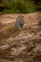 Big male Leopard walking towards the camera.