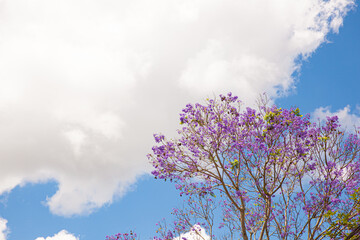 Blue Jacaranda flower in blue sky in Da Lat, Lam Dong, Viet nam