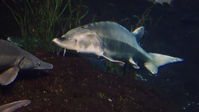 Beluga sturgeon swimming in aquarium