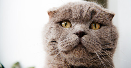 Naklejka na ściany i meble Funny cute grey cat closeup 