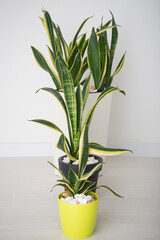 Big flower sansevieria named also mother-in-law's tongue, devil's tongue, jinn's tongue, bow string hemp, snake plant and snake tongue