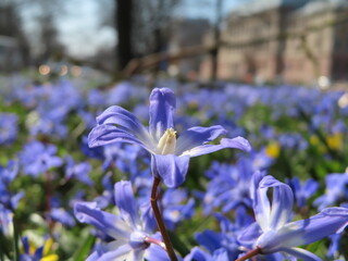 blue minor bulb flower (scilla) in a field