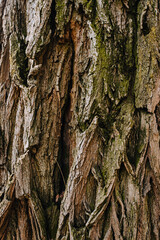 Background, texture of the brown bark of a dry acacia tree, spruce close-up with a beautiful pattern.