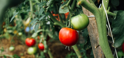 Home grown tomato vegetables growing in greenhouse. Vegetable Growing. Farming, gardening concept