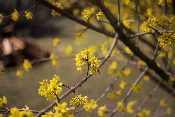 flowering dogwood yellow flowers texture