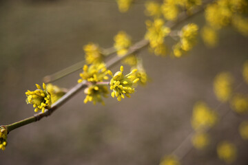 flowering dogwood yellow flowers texture