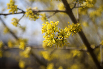 flowering dogwood yellow flowers texture