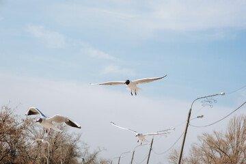Fototapeta premium A flock of beautiful white large seagulls flies, soars in the blue sky against the background of clouds and trees.
