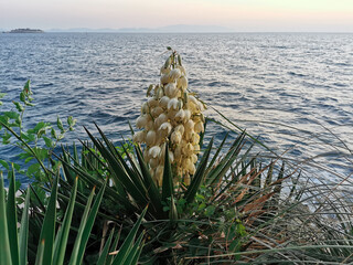 Beautiful wax bellflowers yucca flowers close-up against the background of the blue mediterranean...