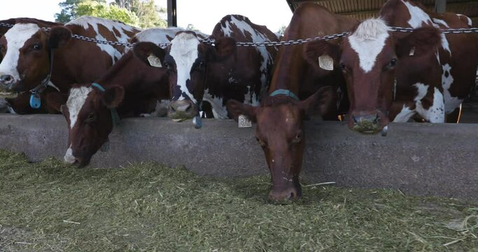 Moving shot.Ayrshire dairy cows feeding.Livestock responsible for greenhouse gas emissions, contributes towards climate change