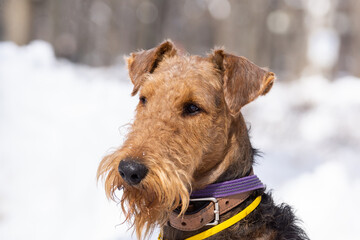 Welsh terrier on white snow