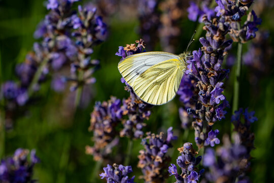 Macro photo of a cabbage white butterfly on lavender flower