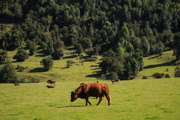 horses in the meadow