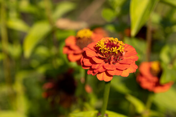 Zinnia flowers, colorful orange flowers 