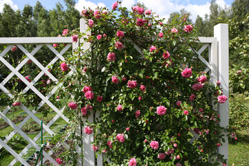 A climbing rose, a white pergola in the park, a lot of roses on the pergola.