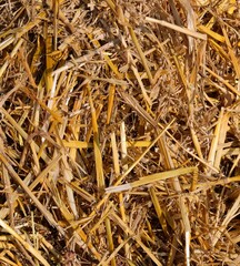 straw and hay ideal for the hay bath which is a treatment against rheumatism and other pathologies