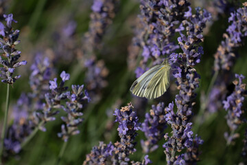 cabbage white butterfly on lavender flower