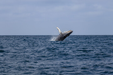 Fototapeta premium Whale in the ocean