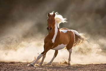 Pinto horse run gallop in sunligh - 497125835