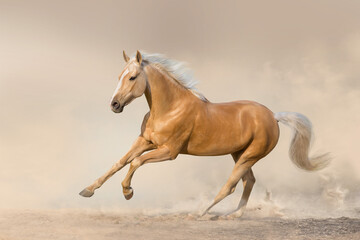 Obraz na płótnie Canvas Akhal teke horse free run