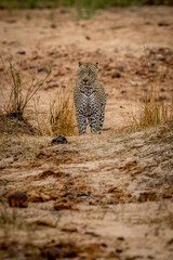 Big male Leopard walking towards the camera.