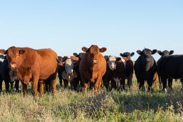 Herd of young cows