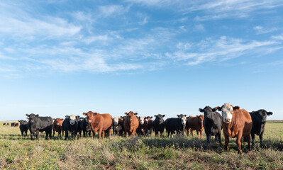 Herd of young cows - obrazy, fototapety, plakaty
