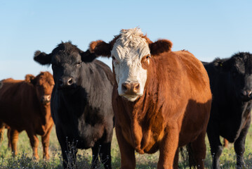 Herd of young cows - obrazy, fototapety, plakaty