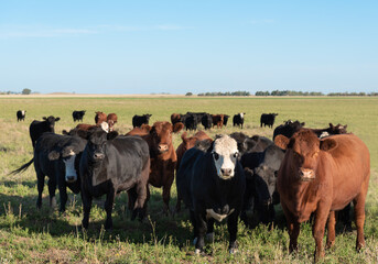 Herd of young cows