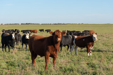 Naklejka premium Herd of young cows