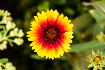 Beautiful, yellow and red blanket flower bloom