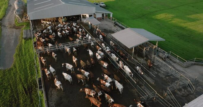 Close-up aerial view of Ayrshire dairy cows waiting to be milked on a large commercial dairy farm. Livestock responsible for greenhouse gas emissions, contributes towards climate change