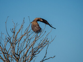 Immature bald eagle in a tree