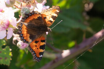 small tortoiseshell butterfly sits on a rose blossom