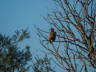 Immature bald eagle in a tree