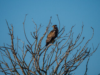 Immature bald eagle in a tree