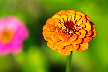 Zinnia flowers, colorful orange flowers 