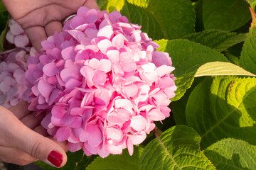 beautiful pink Hydrogen blossom held by female hands