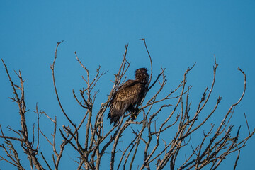 Immature bald eagle in a tree