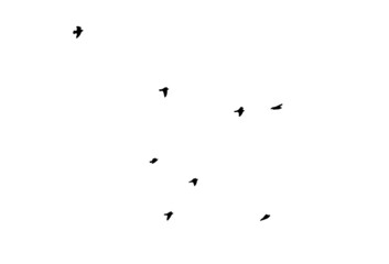 A flock of flying birds. Free birds. Vector illustration