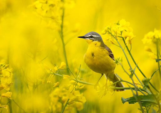 Yellow wagtail bird in rape field ( Motacilla flava )