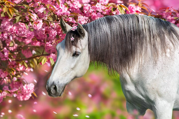 White stallion portrait in  spring sakura  blossom tree