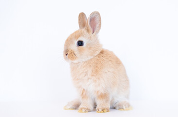 Red-brown cute baby rabbit isolated on white background. Lovely brown rabbit sitting.