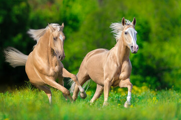 Obraz na płótnie Canvas Two Palomino horse free run