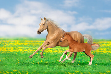 Mare with colt on pasture - 497127863