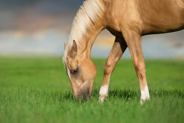 Naklejka na ściany i meble Cremello horse with long mane grazing in green meadow
