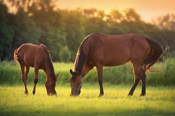 Mare  and foal grazing on pasture in morning sunlight